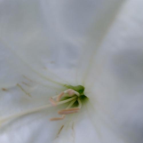 Datura