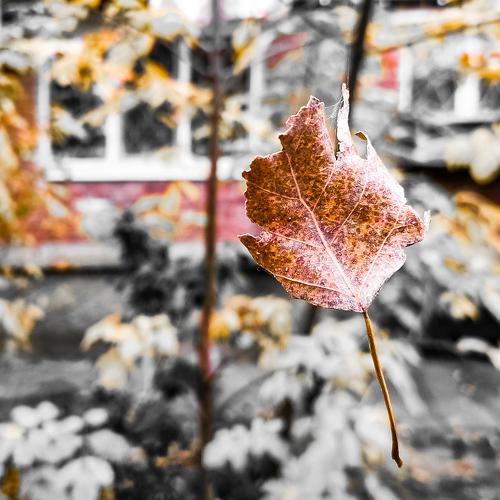 Photo #4075216