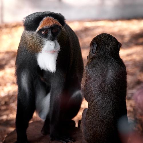 Photo #4076075