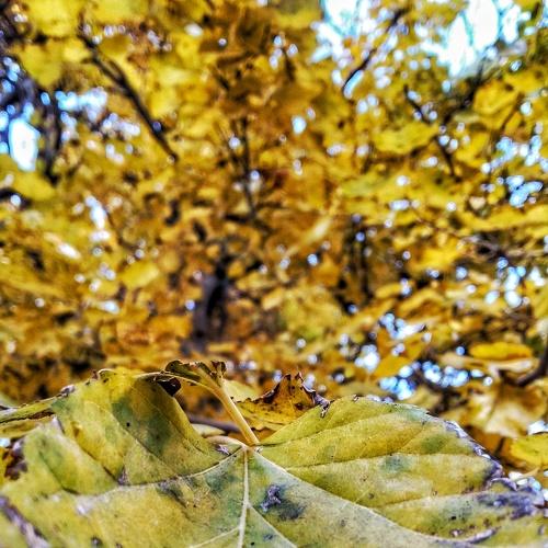 Autumnal