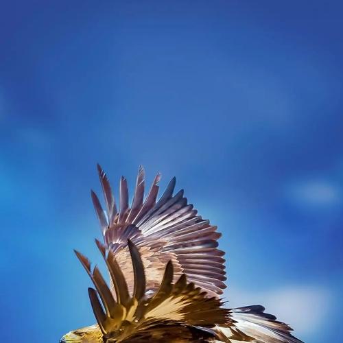 A flying golden Eagle,