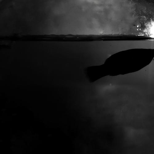 Photo #4076954