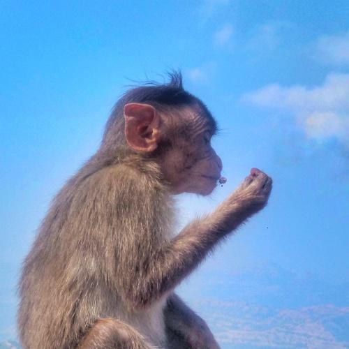 Hungry Monkey