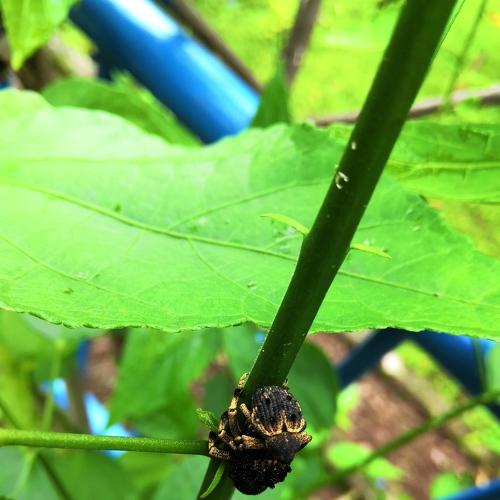 Insect's