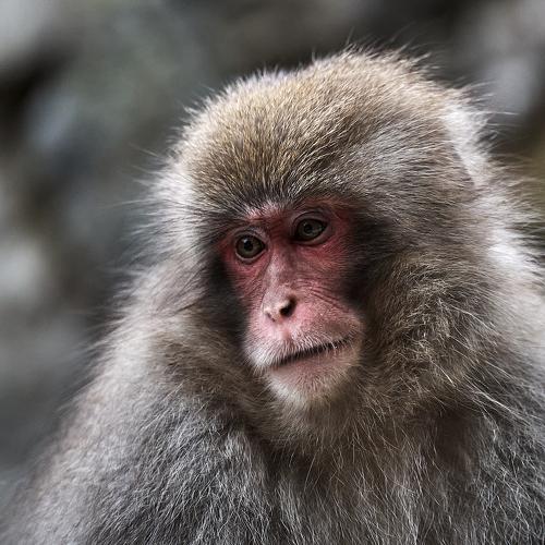 Photo #4079389