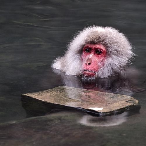 Snow monkey
