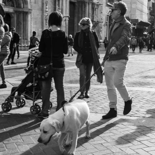 Italian dogs/ Итальянские собачки