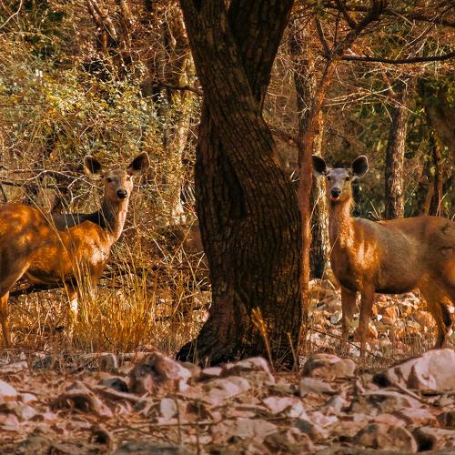 Photo #4080128