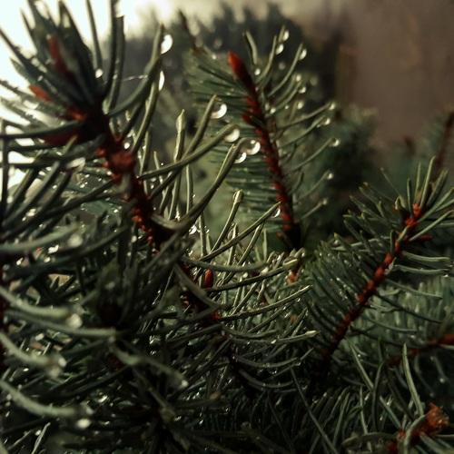Photo #4080817