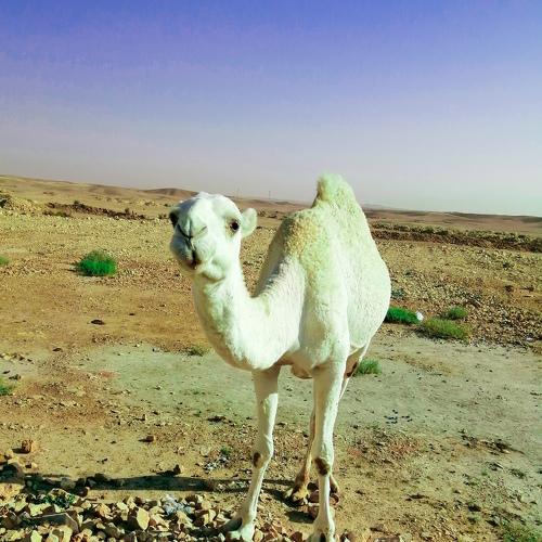 White camel