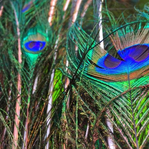 Photo #4082907