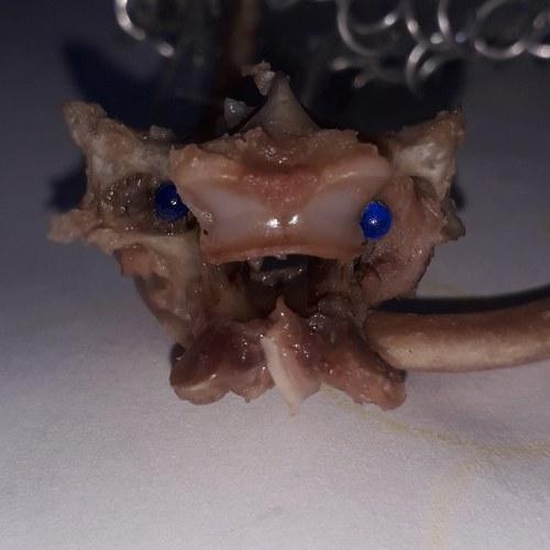 Photo #4082939