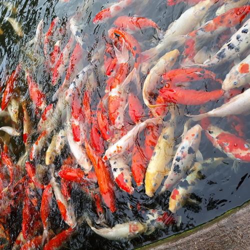 Photo #4084694