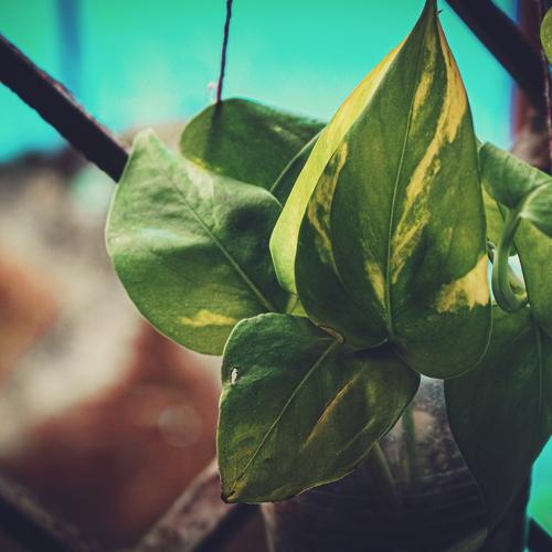 Photo #4085002