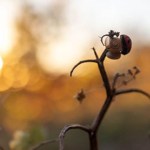 Photo #4085334