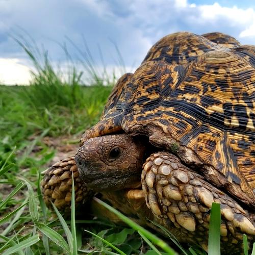 Tortoise Of Botswana.