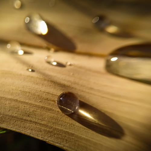 Photo #4086218
