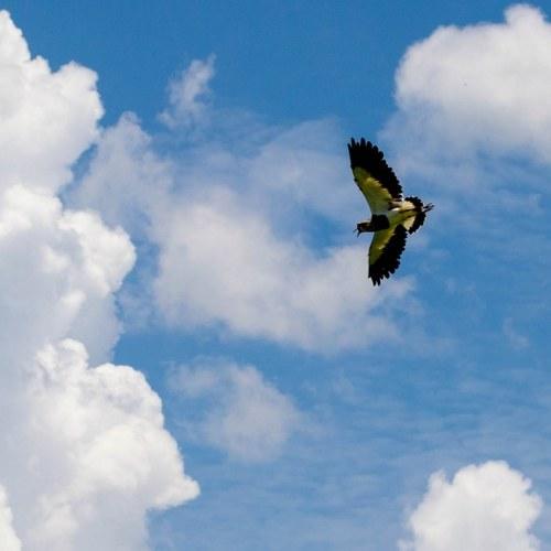 Photo #4086342