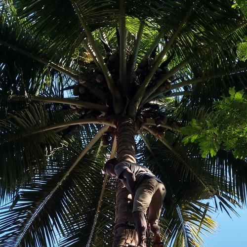 Umbrella Tree