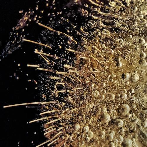 Photo #4086698
