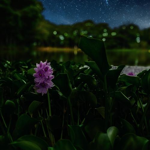 Wild Lilies by the Lake