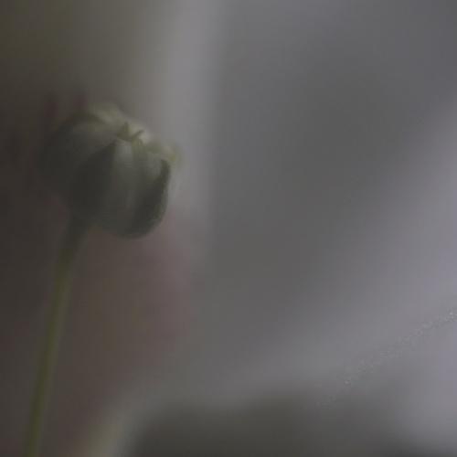 Photo #4088106