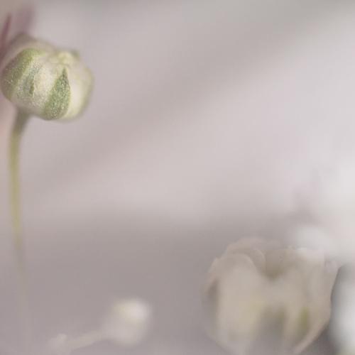 Photo #4088109