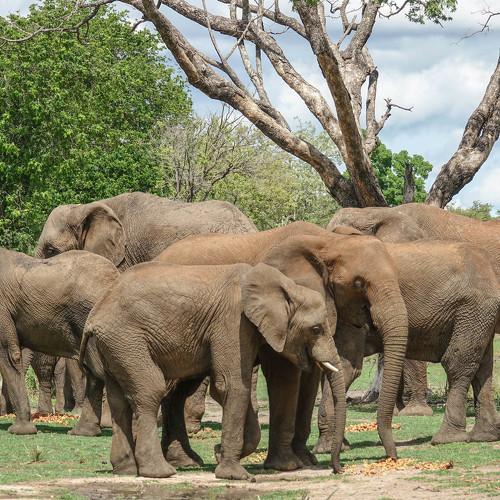 Elephants coexisting with the river birds.