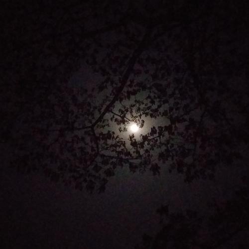 Photo #4089008