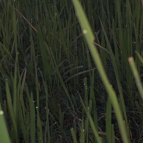 Photo #4089012