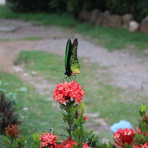 Oro Baturfly