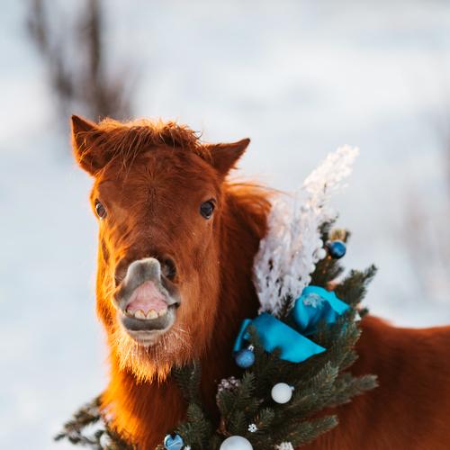 Photo #4090012