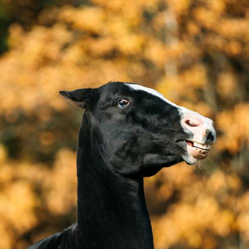Photo #4090017