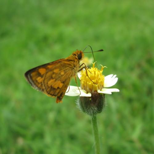 Photo #4090234