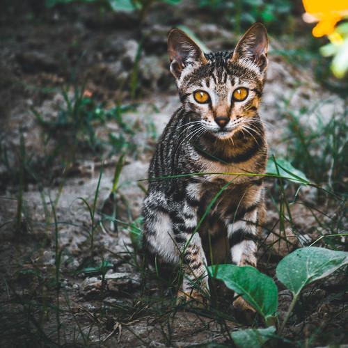 Innocent kitty