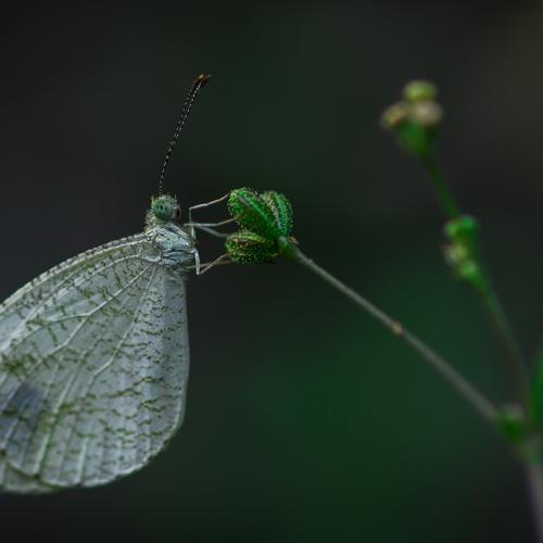 Psyche Butterfly(Leptosia nina)