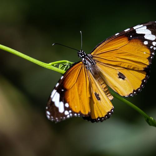Plains tiger Butterfly