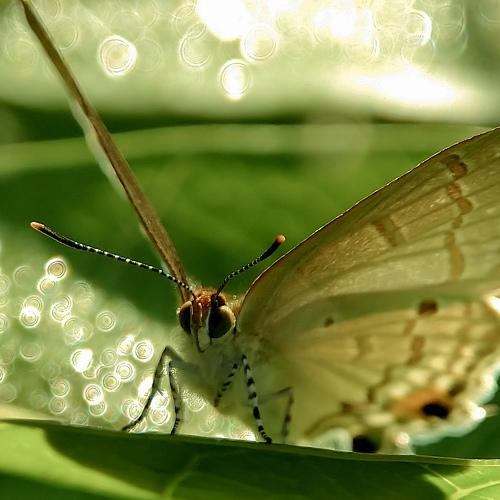 Photo #4092333