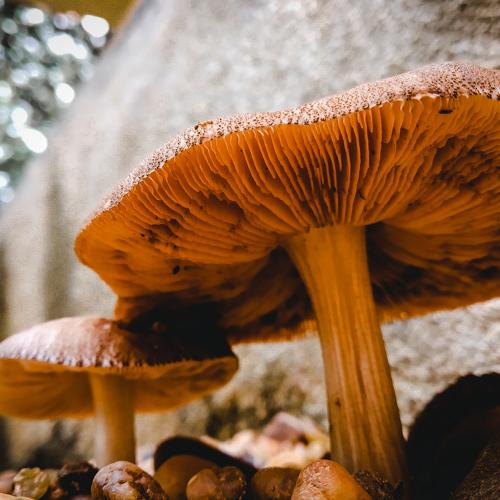 Mushroom