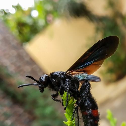 The busy Bee