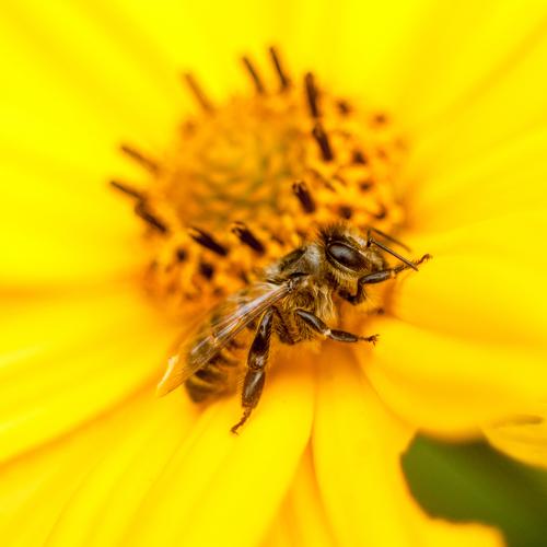 Photo #4096036