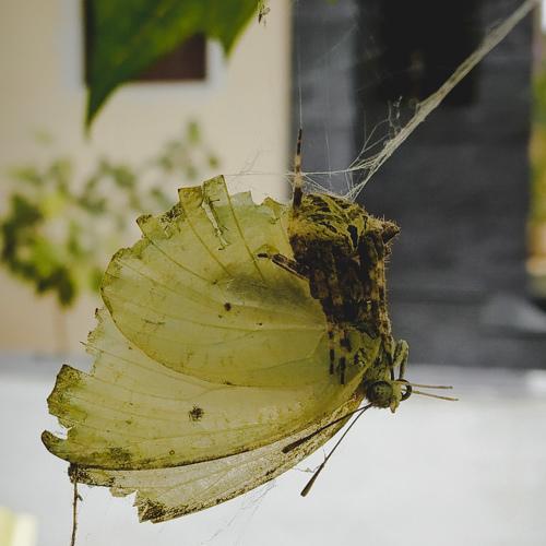 Butterfly in spider web