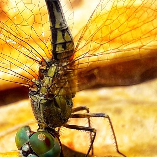 The Natural Helicopter