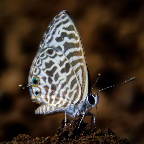 Zebra blue Butterfly