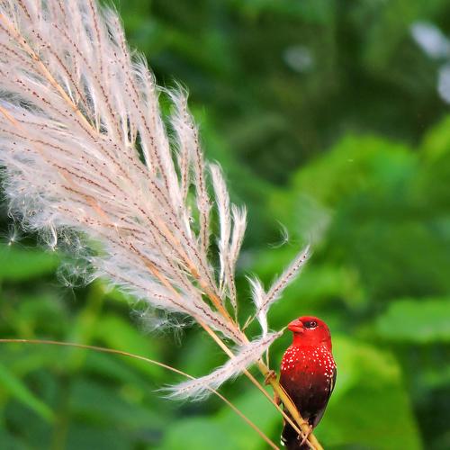 Photo #4099198