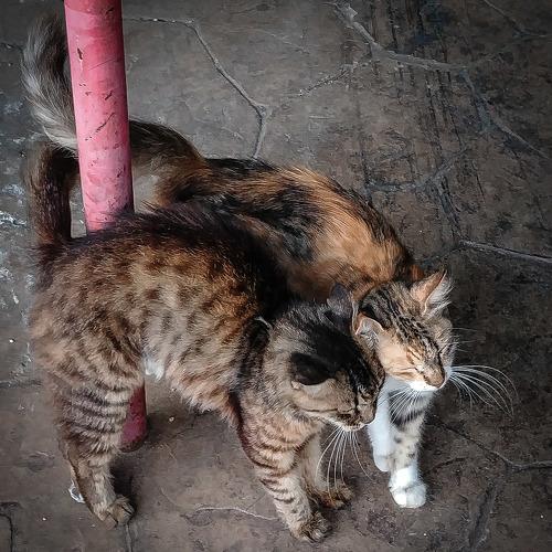 Photo #4099589