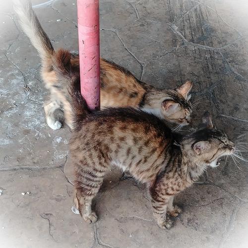 Photo #4099591