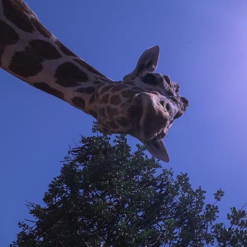 Photo #4099592