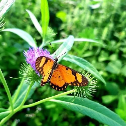 Photo #4099912