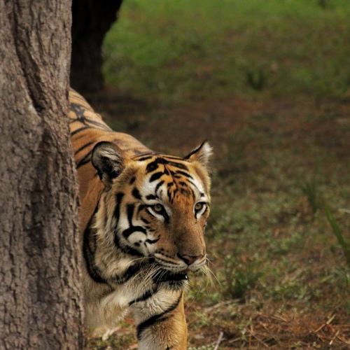Photo #4100101
